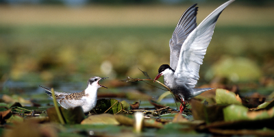 Le programme Patrimoine naturel et Biodiversité